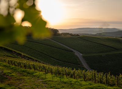 Vendanges 2023 : en quête de la maturité parfaite pour la Maison Abelé 1757